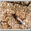 Braconidae sp - Brackwespe 01a 6mm.jpg